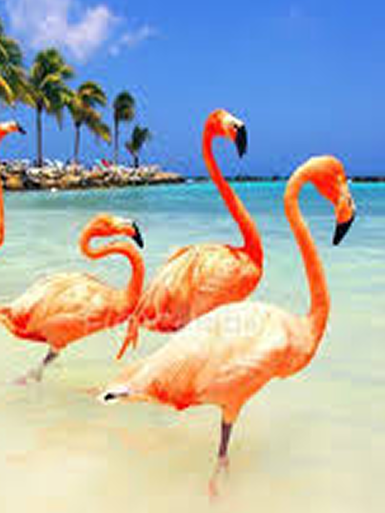 Aruba