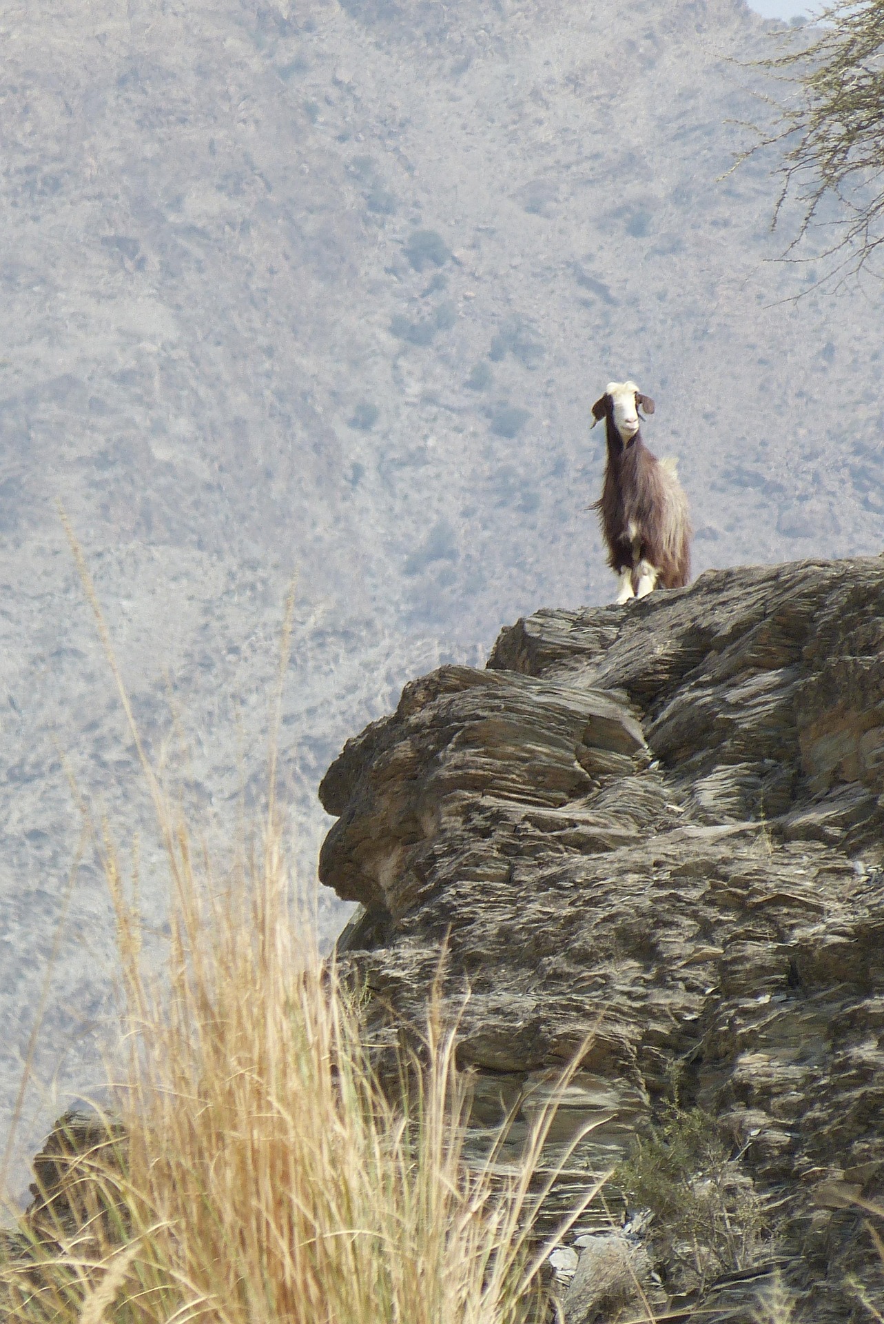 Oman