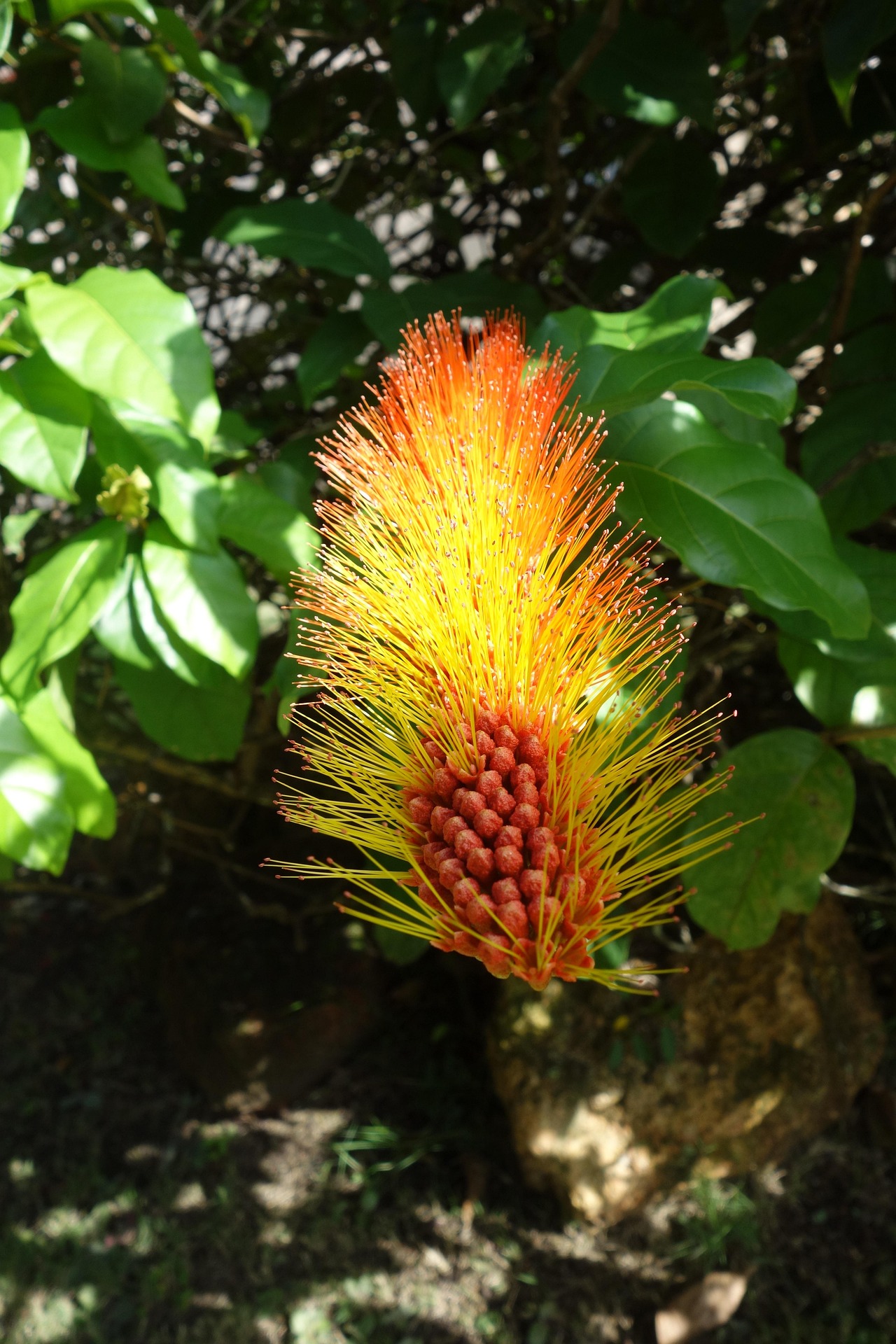 Suriname